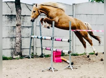 Polnisches Halbblut, Hengst, 3 Jahre, 160 cm, Palomino