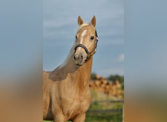 Polnisches Halbblut, Hengst, 3 Jahre, 160 cm, Palomino