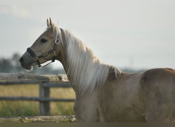 Polnisches Halbblut, Hengst, 3 Jahre, 160 cm, Palomino