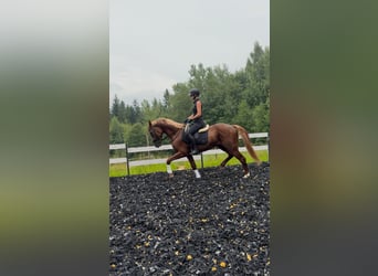 Polnisches Halbblut, Hengst, 3 Jahre, 164 cm, Fuchs