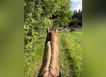 Polnisches Halbblut, Hengst, 3 Jahre, 164 cm, Fuchs