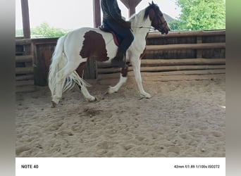 Polnisches Halbblut, Hengst, 3 Jahre, 168 cm, Schecke