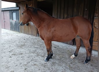 Polnisches Halbblut, Hengst, 4 Jahre, 154 cm, Brauner