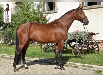 Polnisches Halbblut, Hengst, 4 Jahre, 164 cm, Brauner