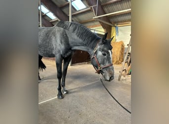 Polnisches Halbblut, Hengst, 4 Jahre, 165 cm, Dunkelbrauner