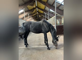 Polnisches Halbblut, Hengst, 4 Jahre, 165 cm, Dunkelbrauner