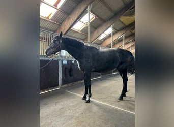 Polnisches Halbblut, Hengst, 4 Jahre, 165 cm, Dunkelbrauner