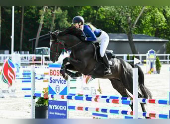 Polnisches Halbblut, Hengst, 6 Jahre, 170 cm, Rappe