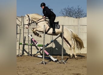 Polnisches Halbblut, Hengst, 5 Jahre, 170 cm, Cremello