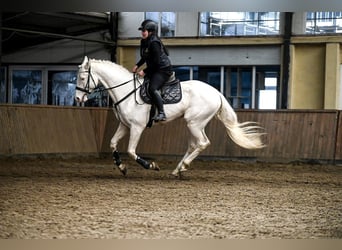 Polnisches Halbblut, Hengst, 5 Jahre, 170 cm, Cremello
