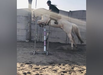 Polnisches Halbblut, Hengst, 5 Jahre, 170 cm, Cremello
