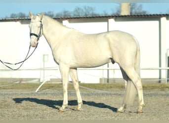 Polnisches Halbblut, Hengst, 5 Jahre, 170 cm, Cremello