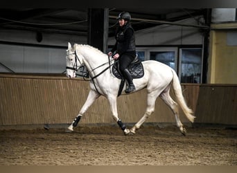 Polnisches Halbblut, Hengst, 5 Jahre, 170 cm, Cremello