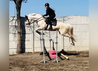 Polnisches Halbblut, Hengst, 9 Jahre, 168 cm, Cremello