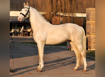 Polnisches Halbblut, Hengst, 9 Jahre, 168 cm, Cremello