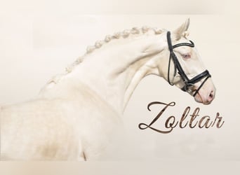 Polnisches Halbblut, Hengst, 9 Jahre, 168 cm, Cremello
