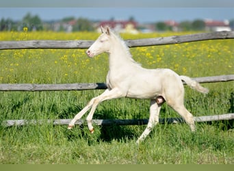 Polnisches Halbblut, Hengst, , 165 cm, Cremello