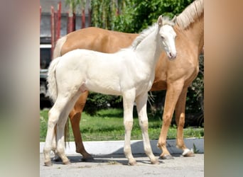 Polnisches Halbblut, Hengst, , 165 cm, Cremello