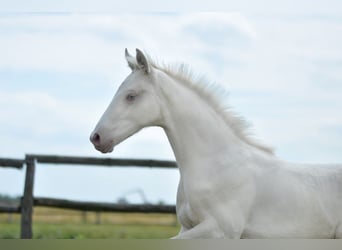 Polnisches Halbblut, Hengst, , 165 cm, Cremello