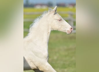 Polnisches Halbblut, Hengst, , 165 cm, Cremello