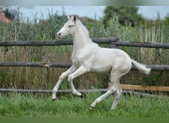 Polnisches Halbblut, Hengst, , 165 cm, Cremello