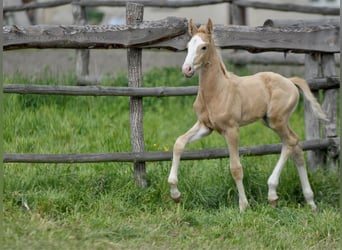 Polnisches Halbblut, Hengst, , 167 cm, Palomino