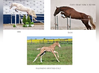 Polnisches Halbblut, Hengst, , 167 cm, Palomino