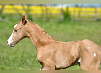 Polnisches Halbblut, Hengst, , 167 cm, Palomino