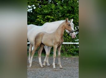 Polnisches Halbblut, Hengst, , 167 cm, Palomino