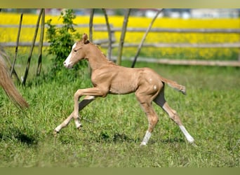 Polnisches Halbblut, Hengst, , 167 cm, Palomino