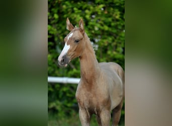 Polnisches Halbblut, Hengst, , 167 cm, Palomino