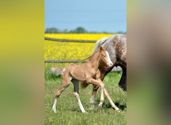 Polnisches Halbblut, Hengst, , 167 cm, Palomino