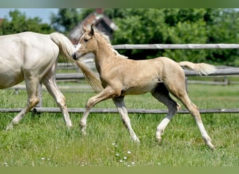 Polnisches Halbblut, Hengst, , 167 cm, Palomino