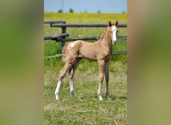 Polnisches Halbblut, Hengst, , 167 cm, Palomino