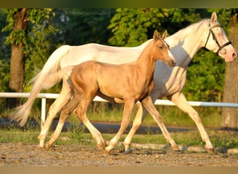 Polnisches Halbblut, Hengst, , 167 cm, Palomino