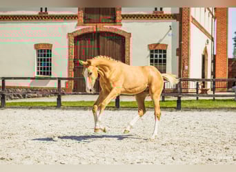 Polnisches Halbblut, Hengst, Fohlen (03/2025), 170 cm, Palomino