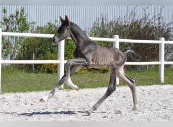 Polnisches Halbblut, Hengst, , Rappe