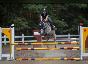 Polnisches Halbblut, Stute, 10 Jahre, 162 cm, Schimmel