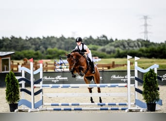 Polnisches Halbblut, Stute, 10 Jahre, 164 cm, Rotbrauner