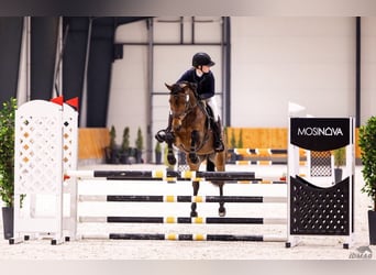 Polnisches Halbblut, Stute, 10 Jahre, 164 cm, Rotbrauner