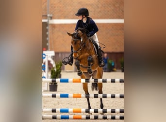 Polnisches Halbblut, Stute, 10 Jahre, 164 cm, Rotbrauner