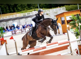 Polnisches Halbblut, Stute, 10 Jahre, 164 cm, Schwarzbrauner