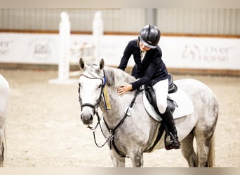 Polnisches Halbblut, Stute, 10 Jahre, 167 cm, Schimmel