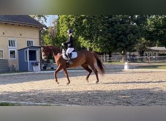 Polnisches Halbblut, Stute, 10 Jahre, 173 cm, Fuchs