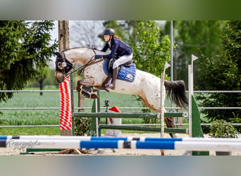 Polnisches Halbblut, Stute, 11 Jahre, 159 cm, Tigerschecke