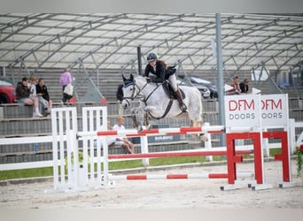 Polnisches Halbblut, Stute, 11 Jahre, 163 cm, Schimmel