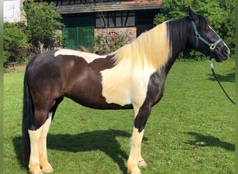 Polnisches Halbblut, Stute, 11 Jahre, 165 cm, Schecke