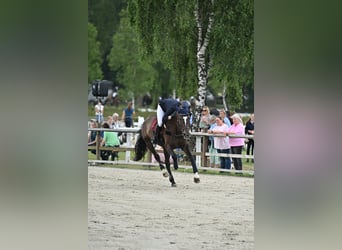 Polnisches Halbblut, Stute, 11 Jahre, 175 cm, Dunkelbrauner