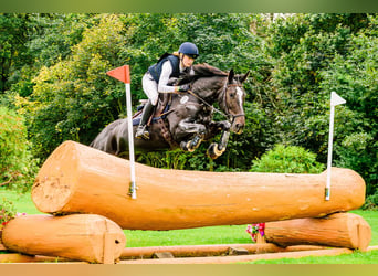 Polnisches Halbblut, Stute, 11 Jahre, 175 cm, Dunkelbrauner