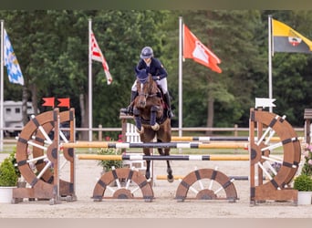 Polnisches Halbblut, Stute, 11 Jahre, 175 cm, Dunkelbrauner